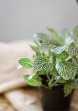 Charger l'image dans la galerie, Fittonia blanc ⭐️
