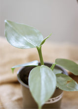 Charger l'image dans la galerie, Philodendron épée d'argent à feuilles vert clair, tiges dressées.