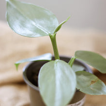 Charger l'image dans la galerie, Philodendron épée d'argent à feuilles vert clair, tiges dressées.