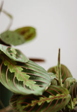 Charger l'image dans la galerie, Maranta rouge ⭐️