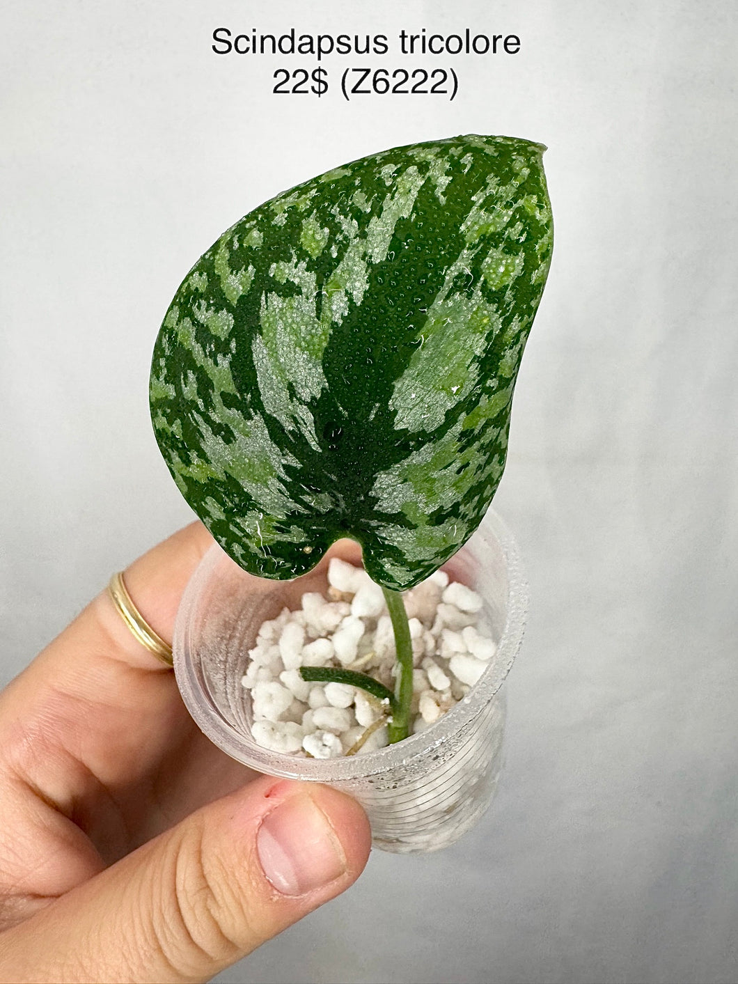 Scindapsus Tricolore Z6222