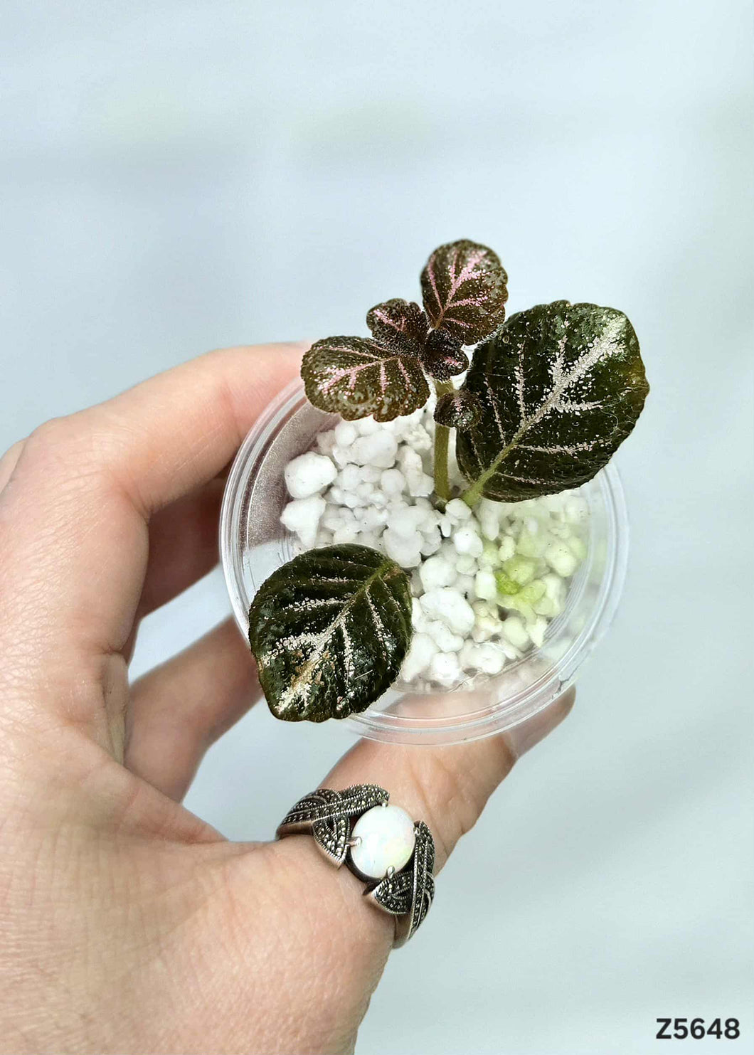 Episcia Cupreata #Z5648