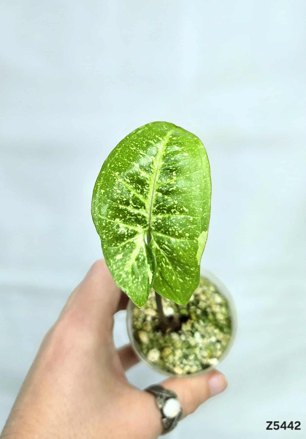 Syngonium Panda Galaxy  #Z5442