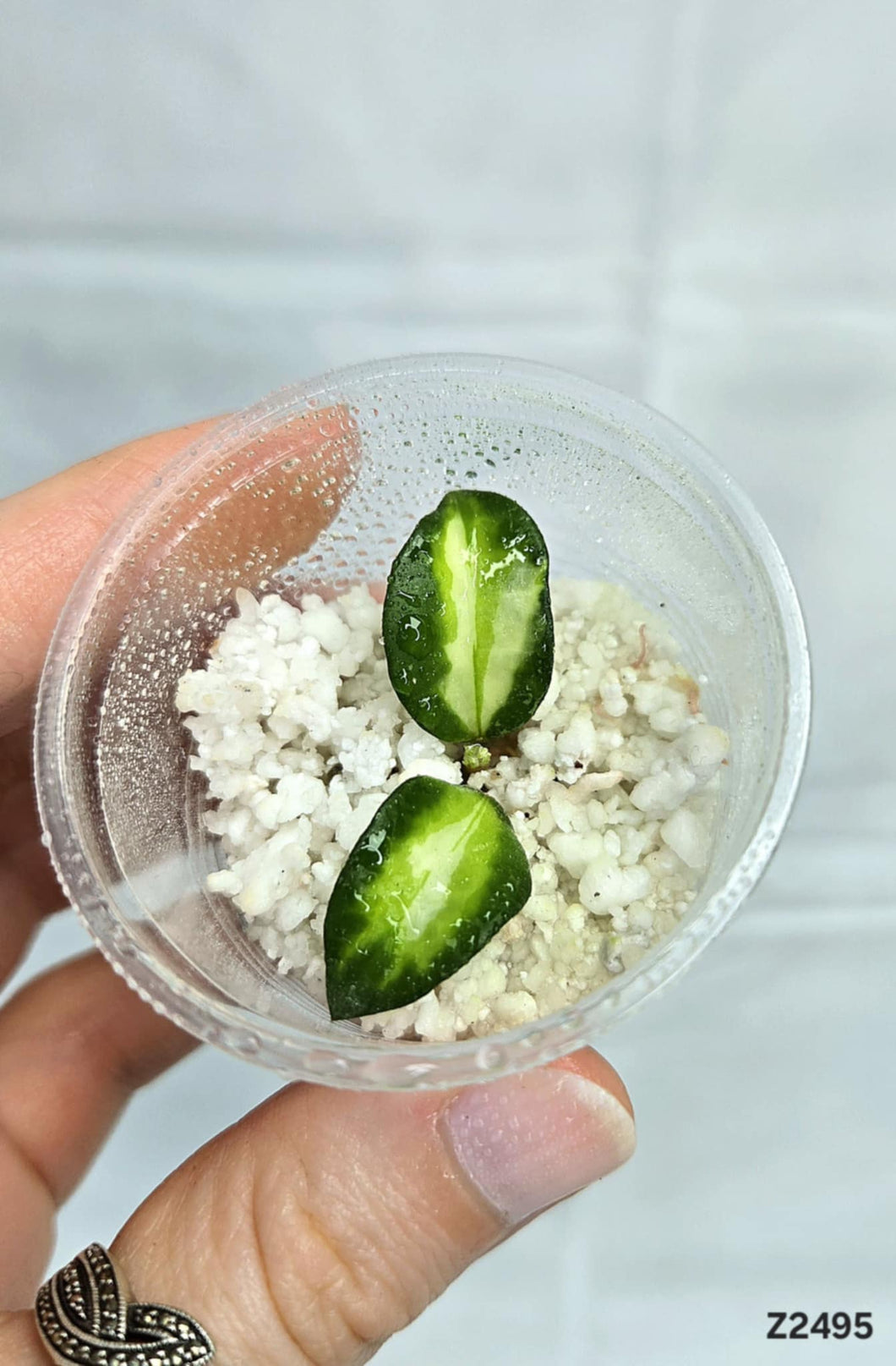 Hoya Lacunosa Variegata ⭐️ #Z2495