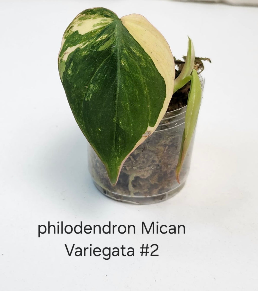 Philodendron Mican varigata #2