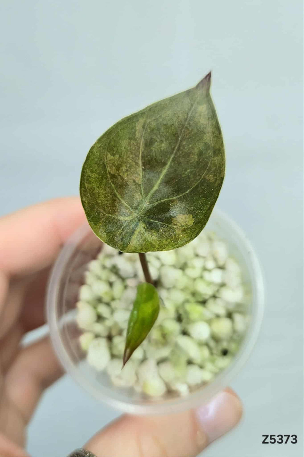 Alocasia Wentii Variegata (offshoot) #Z5373