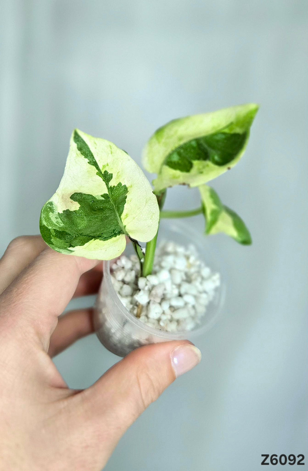 Pothos N’Joy #Z6092