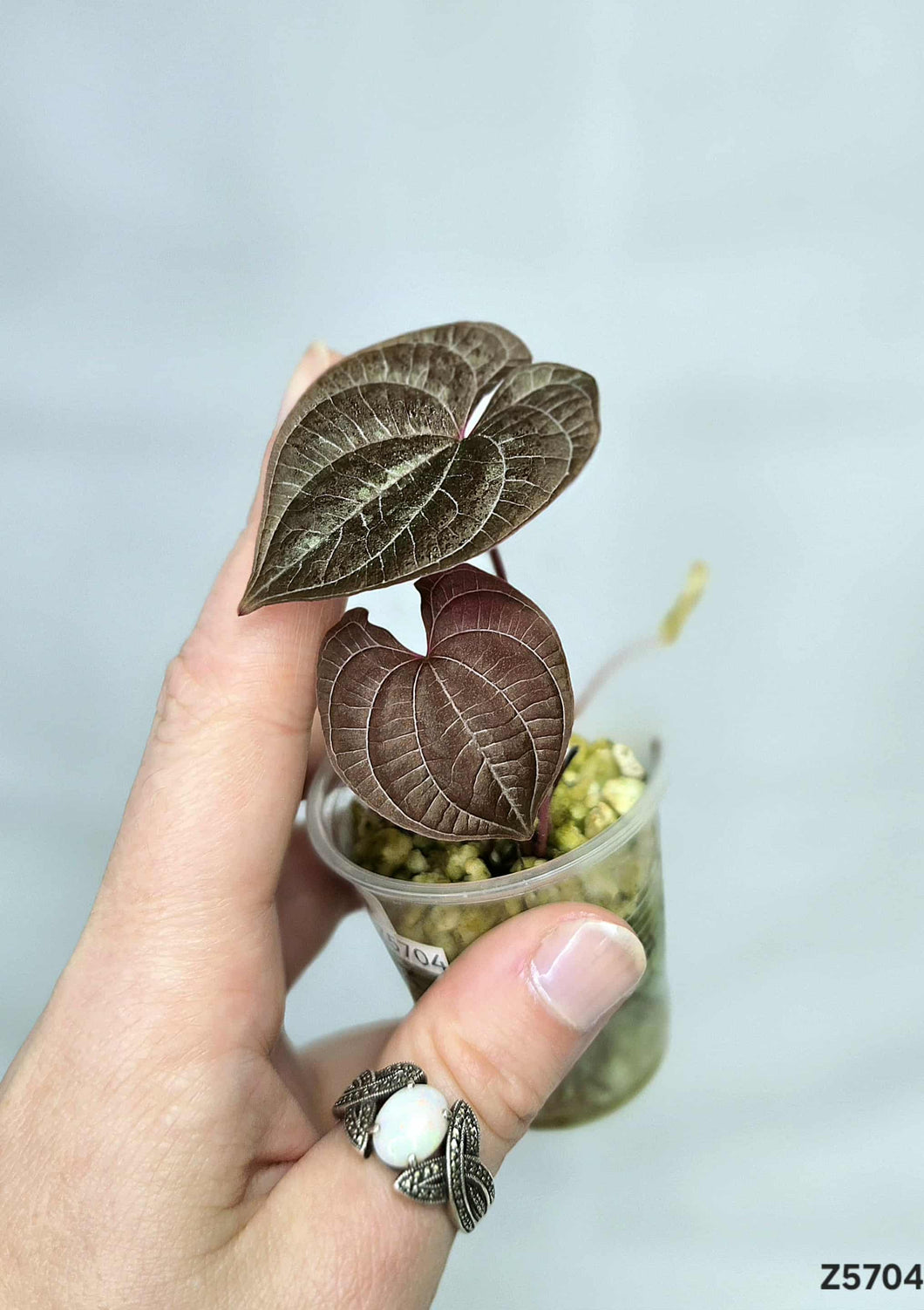 Dioscorea Purple #Z5704