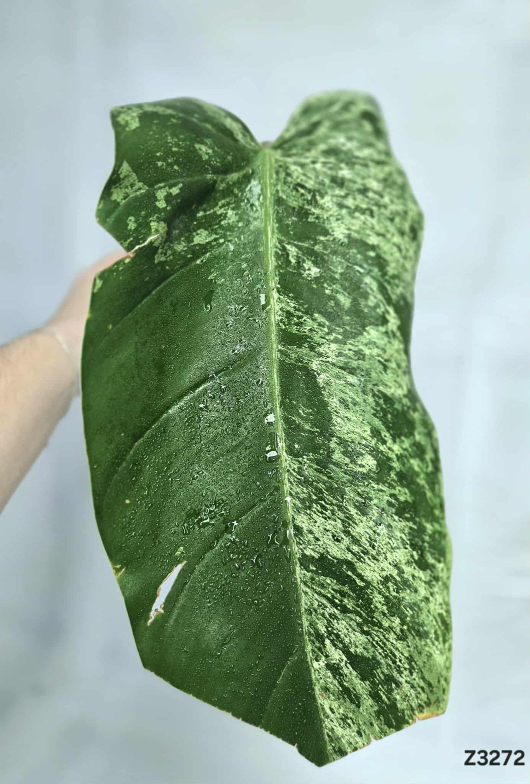 Philodendron Whipple Way Mint #Z3272