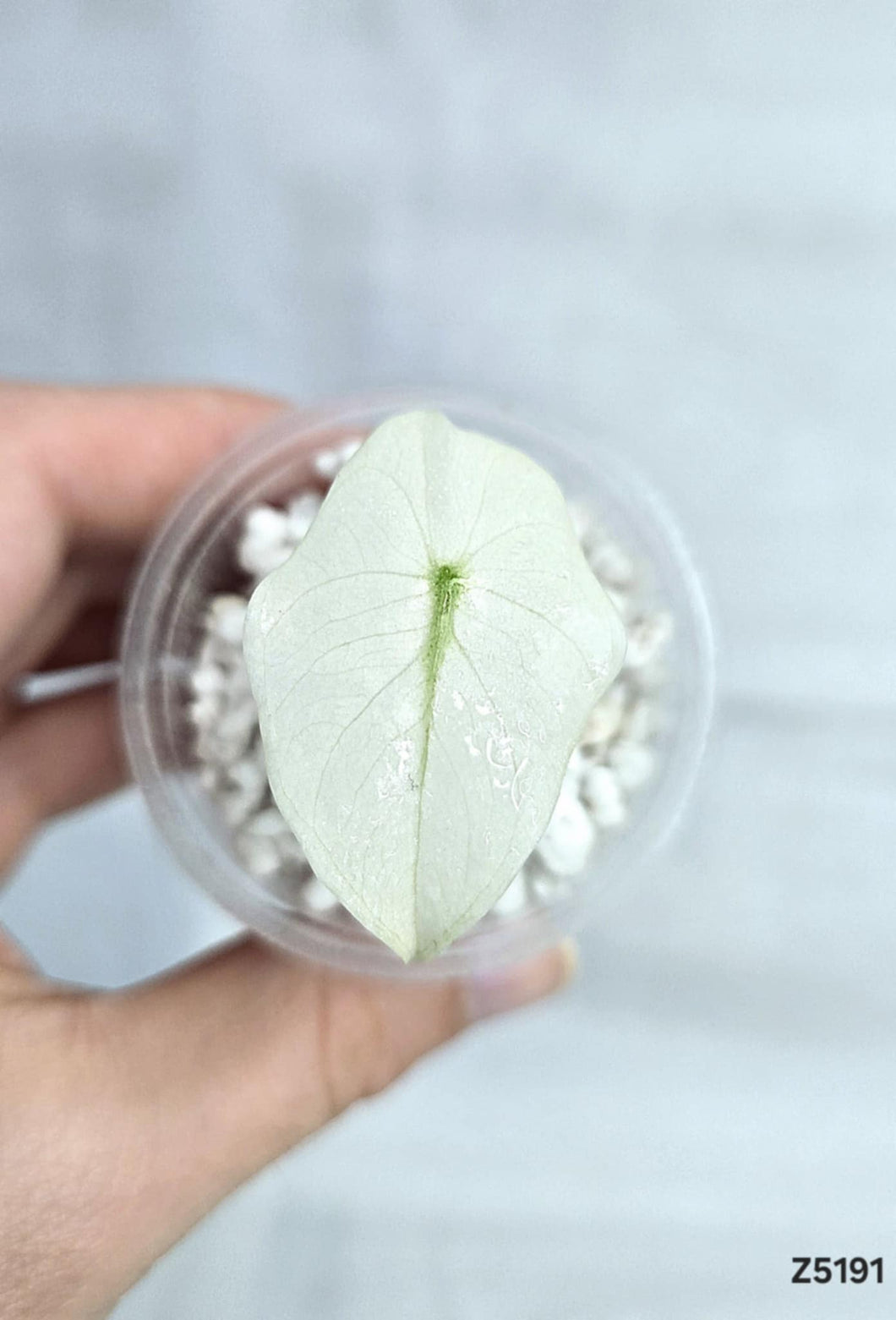 Alocasia Pink Dragon Mint #Z5191