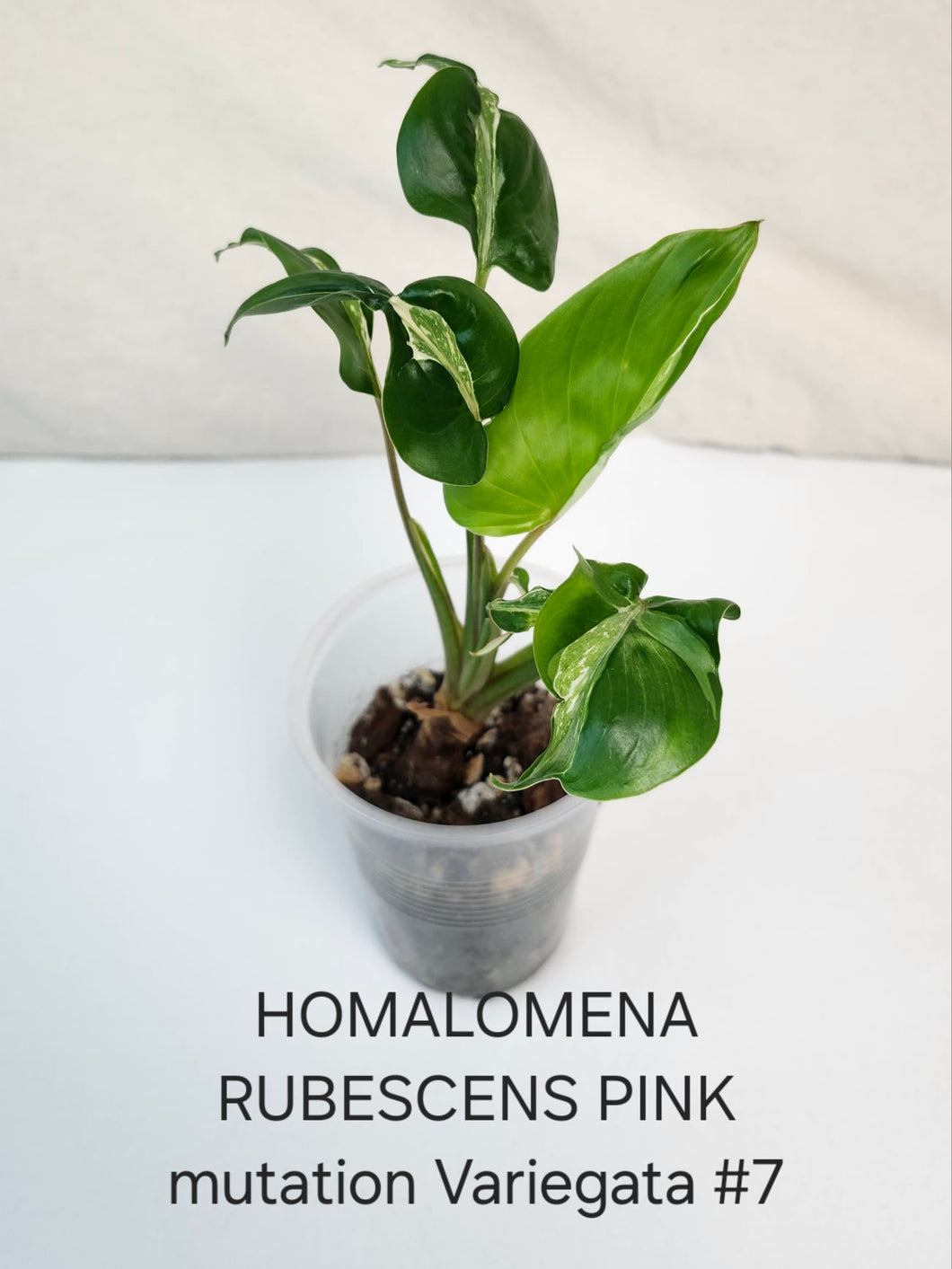 Homalonema rubescens pink mutation variegata #7