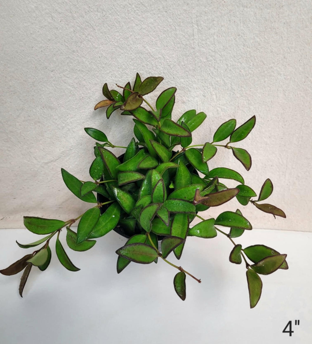 Hoya rosita  ⭐️