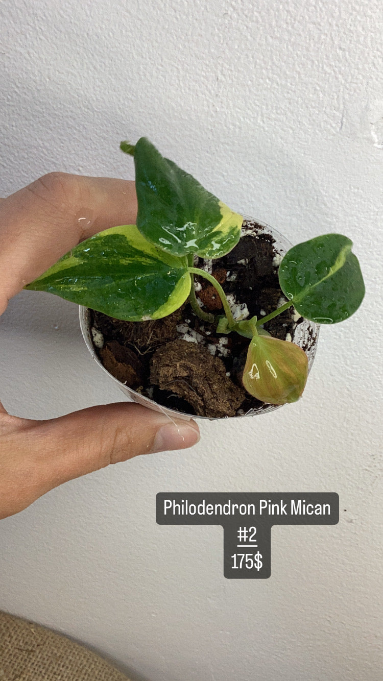 Philodendron pink mican
