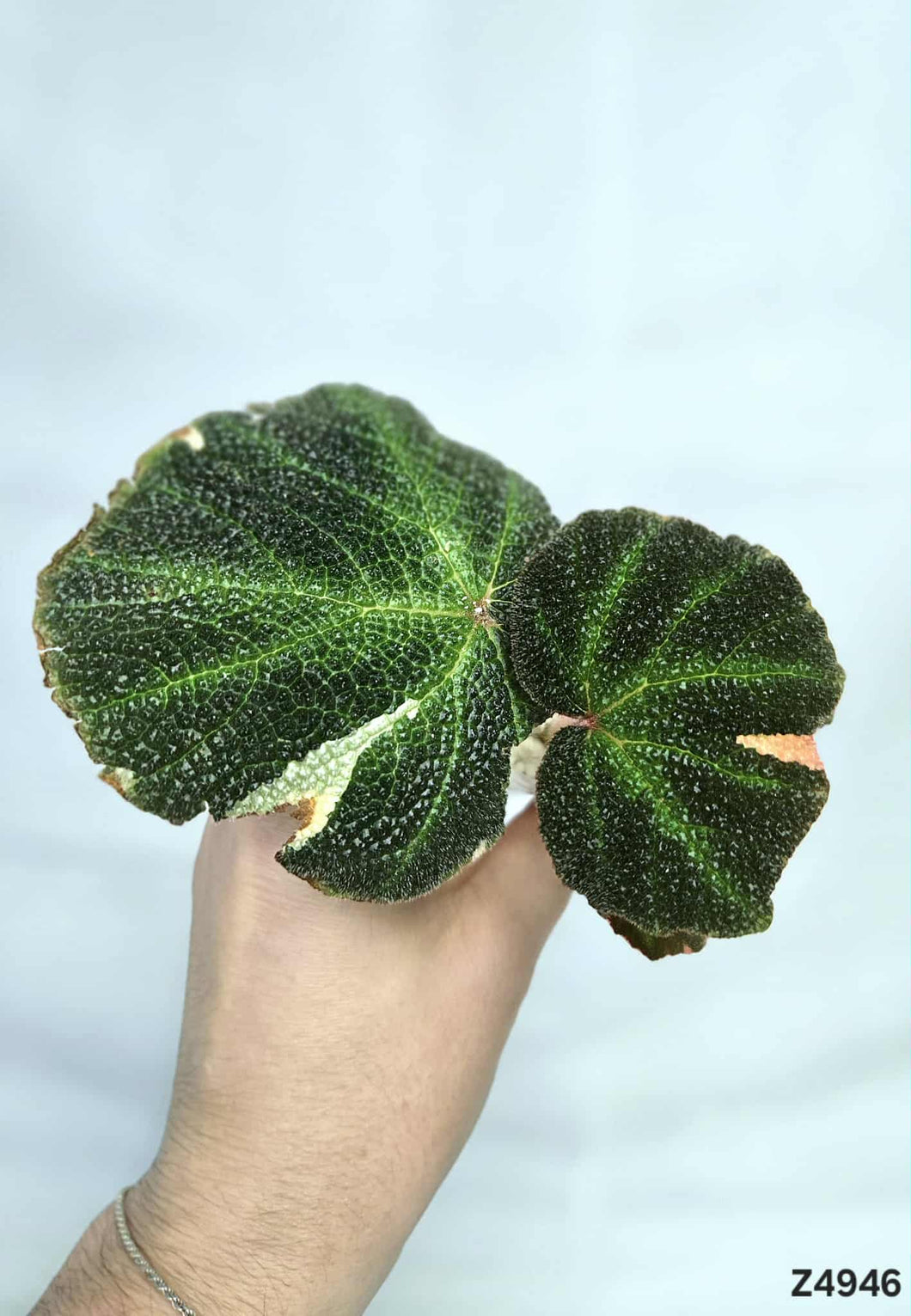 Bégonia SoliMutata Variegata #Z4946