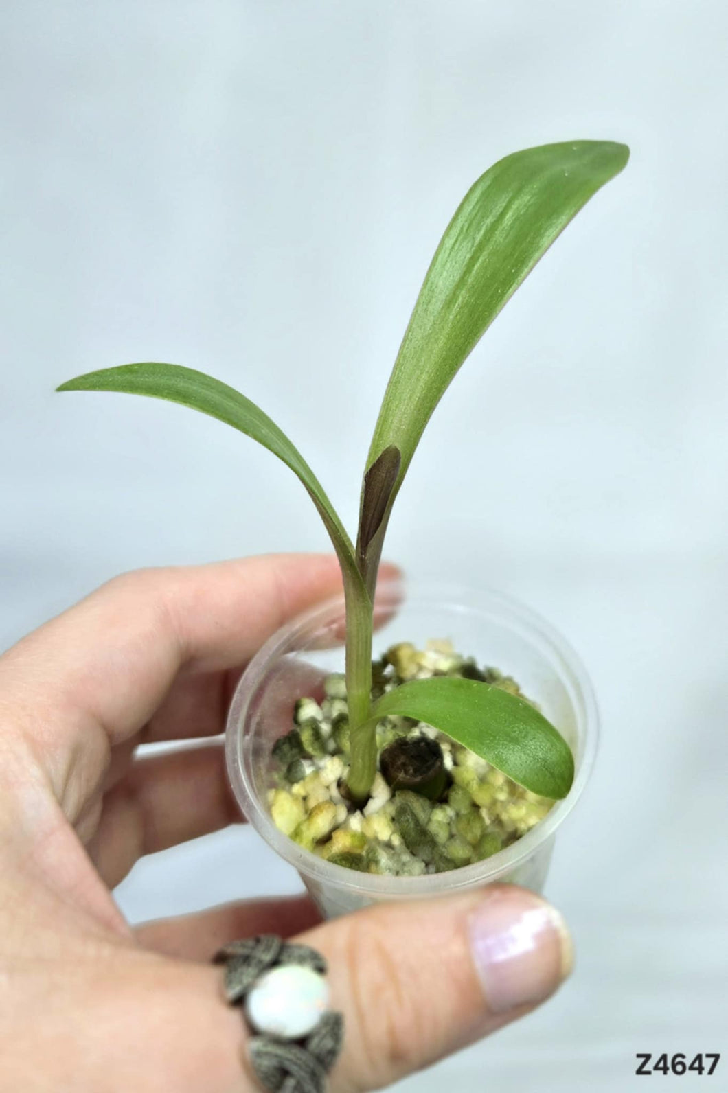 Plante Mystére #Z4647