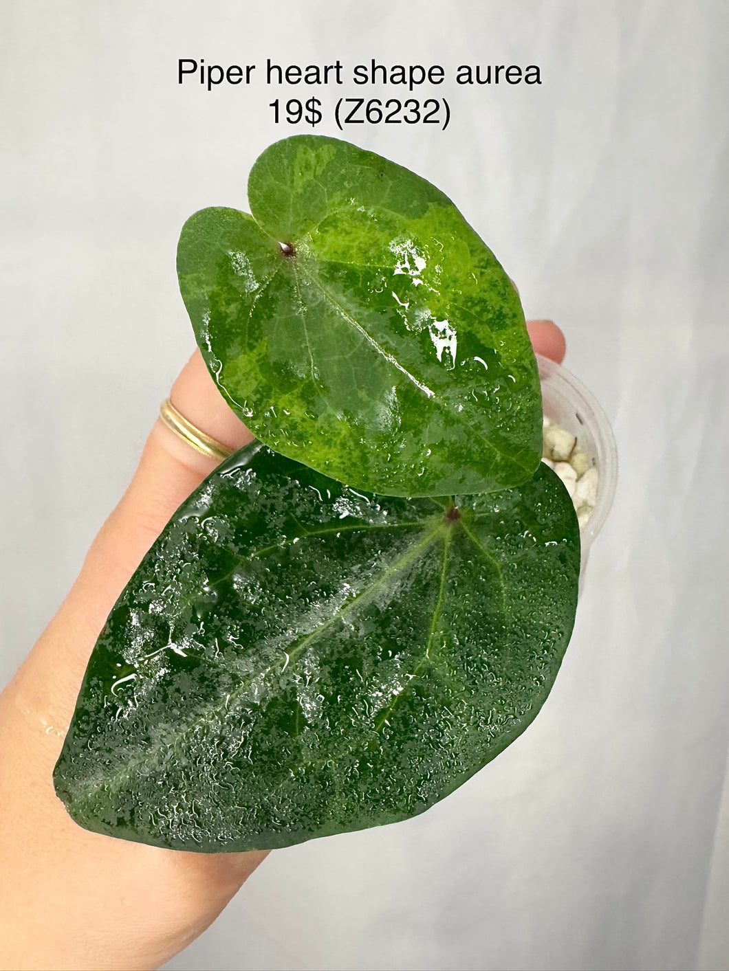 Piper Aurea Hearted Shape #Z6232