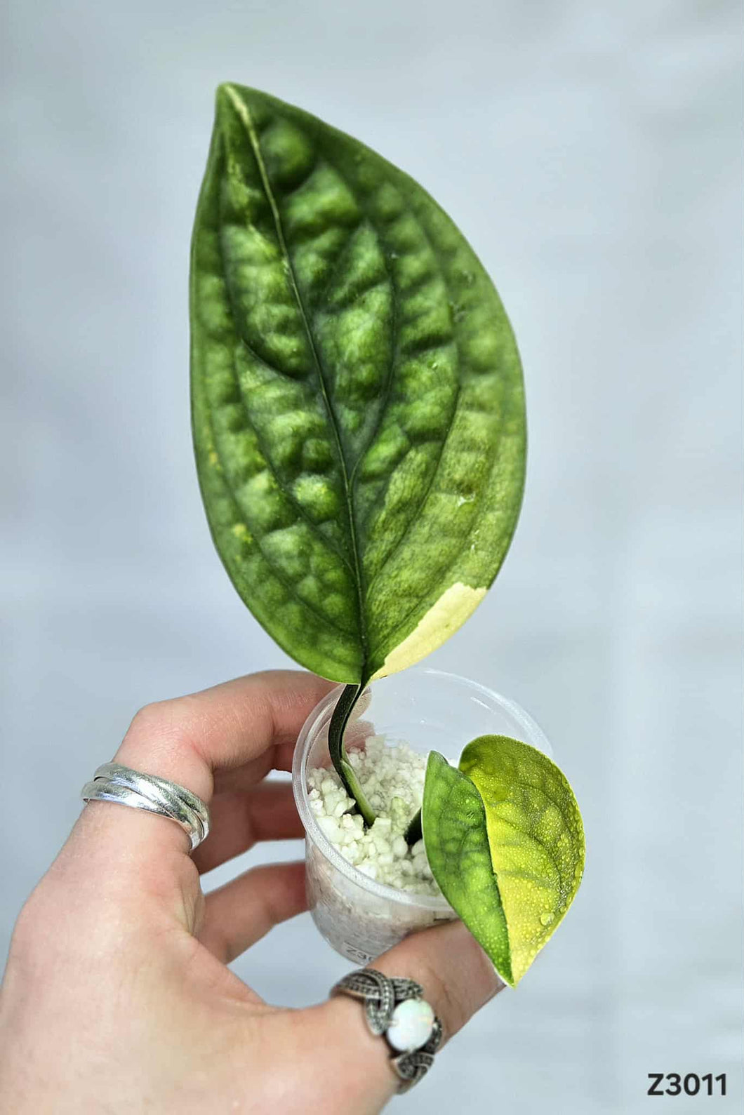 Monstera Péru Variegata #Z3011