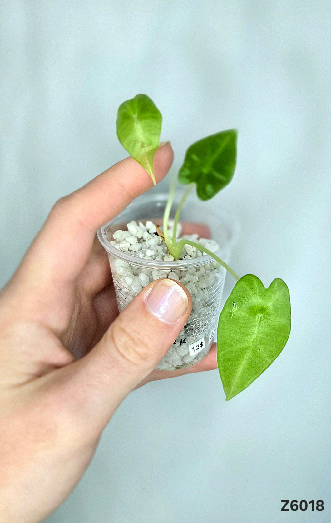 Alocasia Frydek  #Z6018