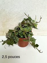 Load image into Gallery viewer, Hoya curtisii ⭐️
