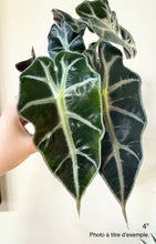 Charger l&#39;image dans la galerie, Alocasia polly
