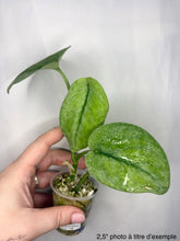 Load image into Gallery viewer, Plante en pot à feuilles vertes ondulées, tige fine et pot en plastique gris
