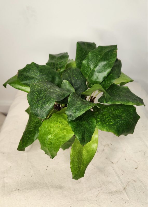 Calathea network⭐️