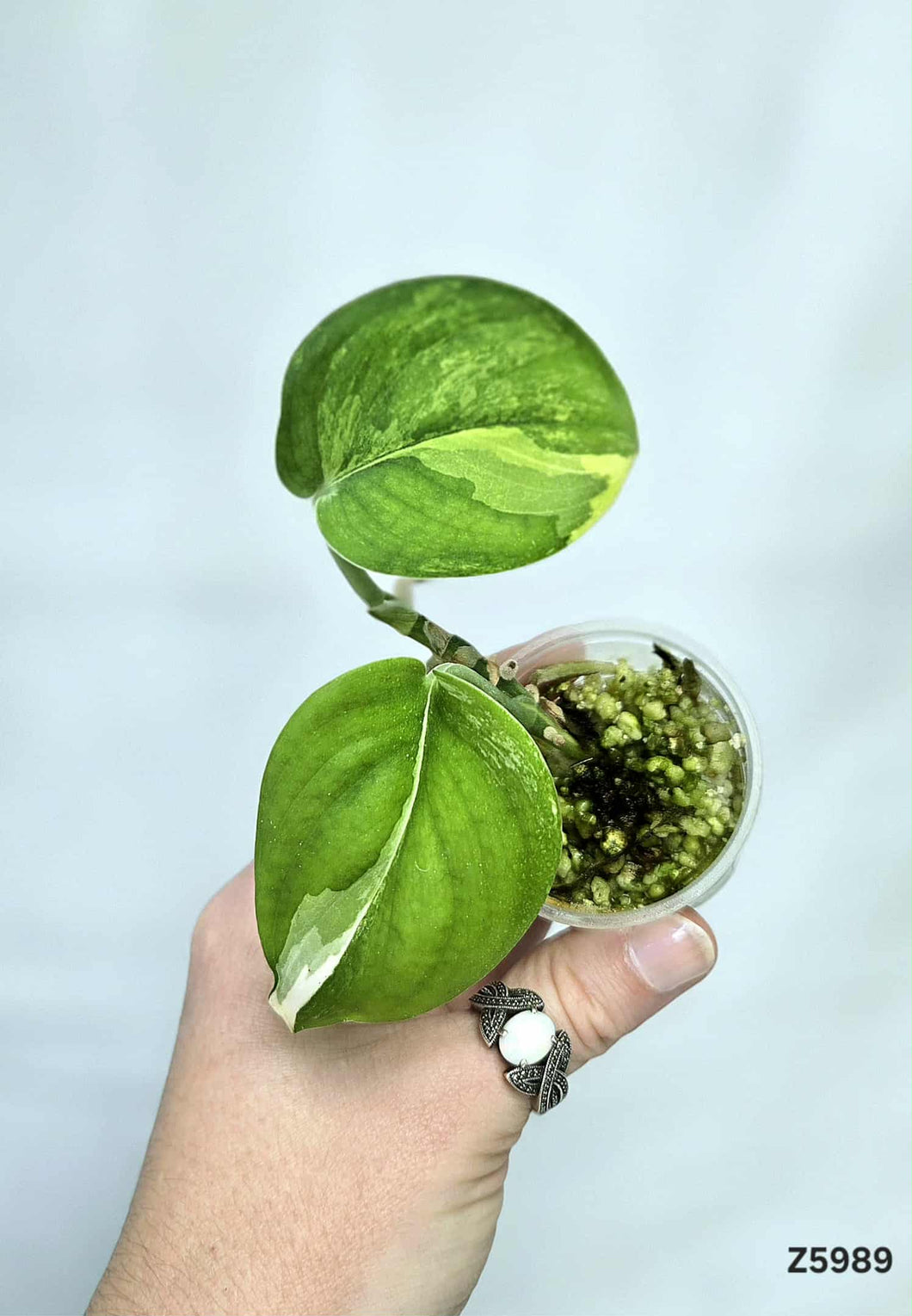 Scindapsus Jade Satin Variegata #Z5989