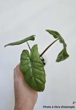 Load image into Gallery viewer, Alocasia corazon

