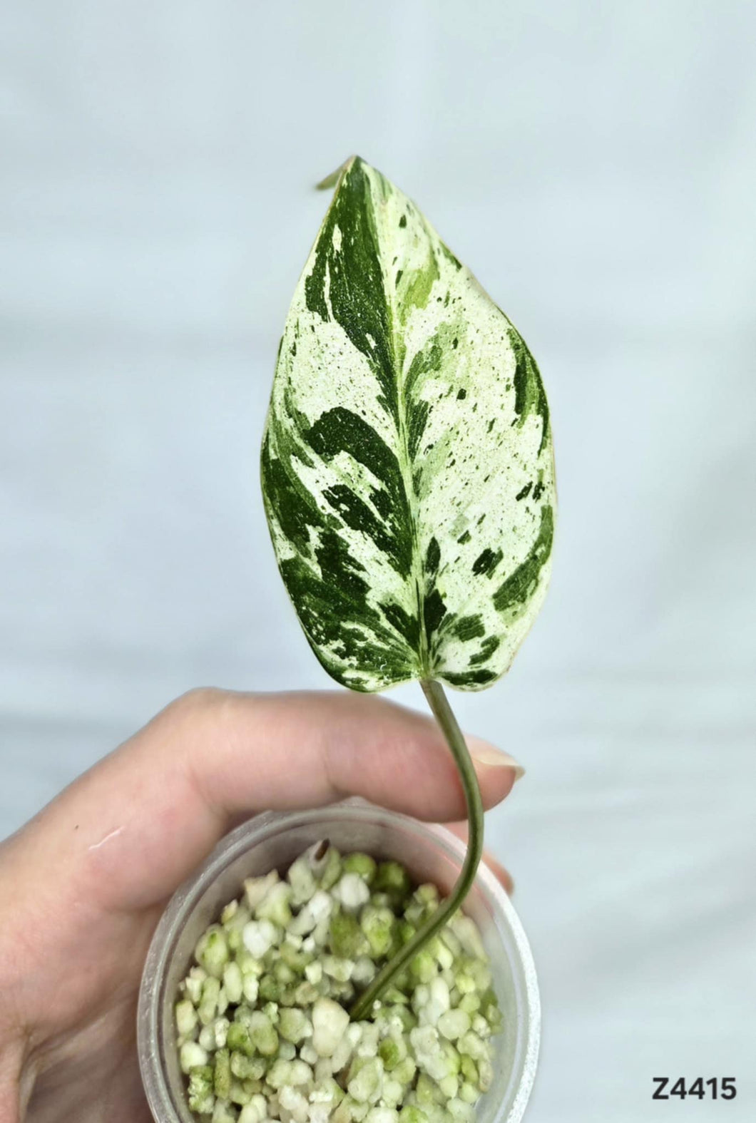 Philodendron Emerald Queen #Z4415