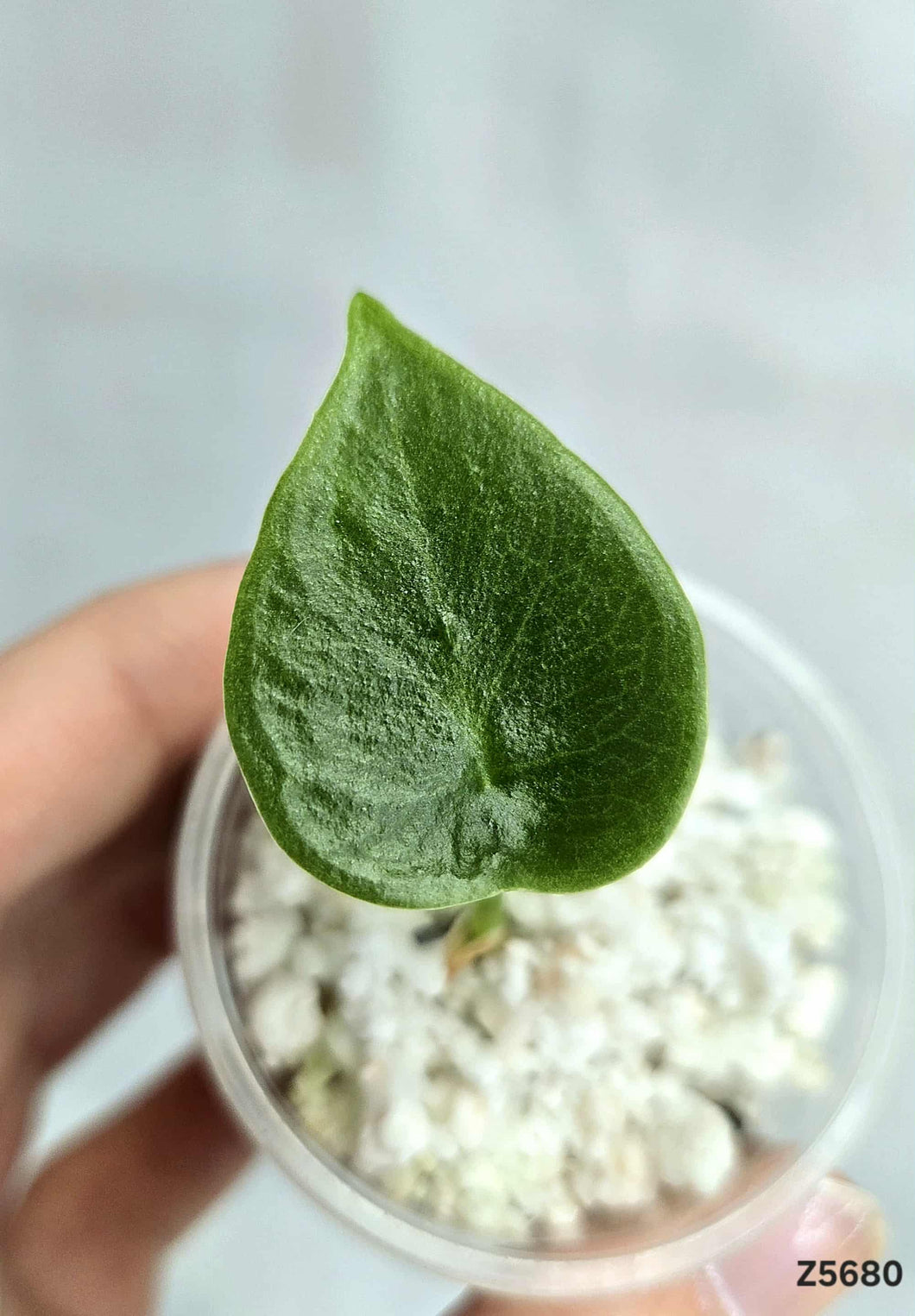 Alocasia Parkensis Silver  #Z5680