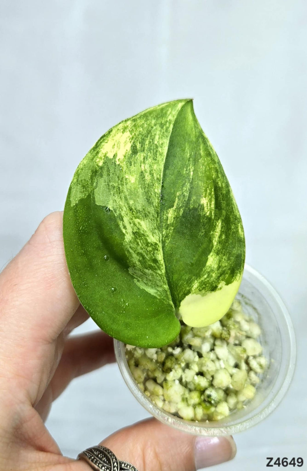 Scindapsus Jade Satin Variegata #Z4649