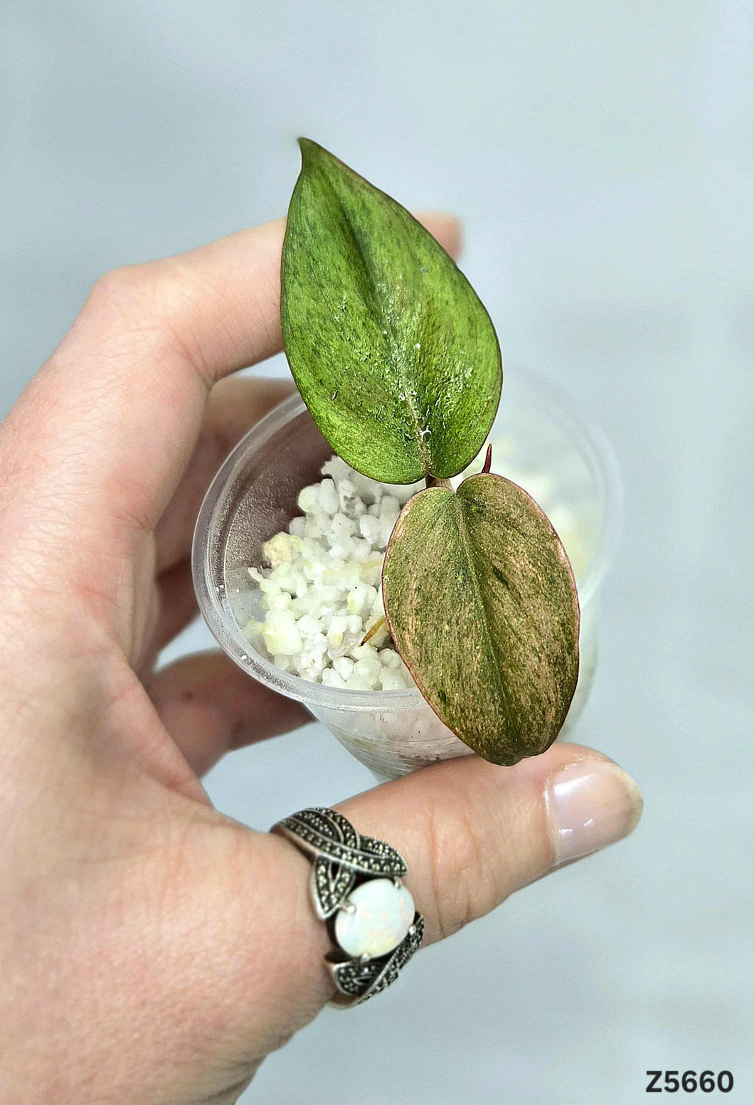 Philodendron Micans Mint #Z5660