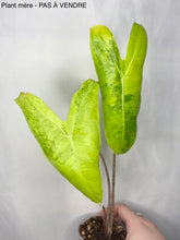 Charger l'image dans la galerie, Bulbille Alocasia Longiloba Lemon Lime Splash
