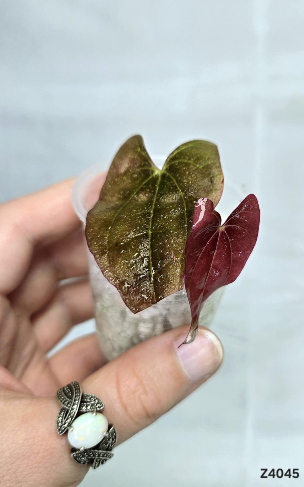 Dioscorea Sp Black #Z4045