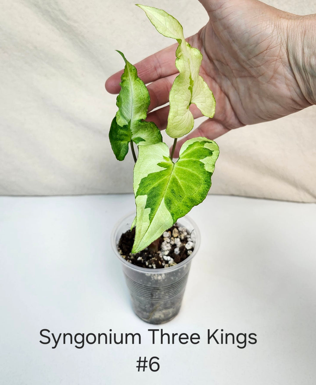 Syngonium three kings #6