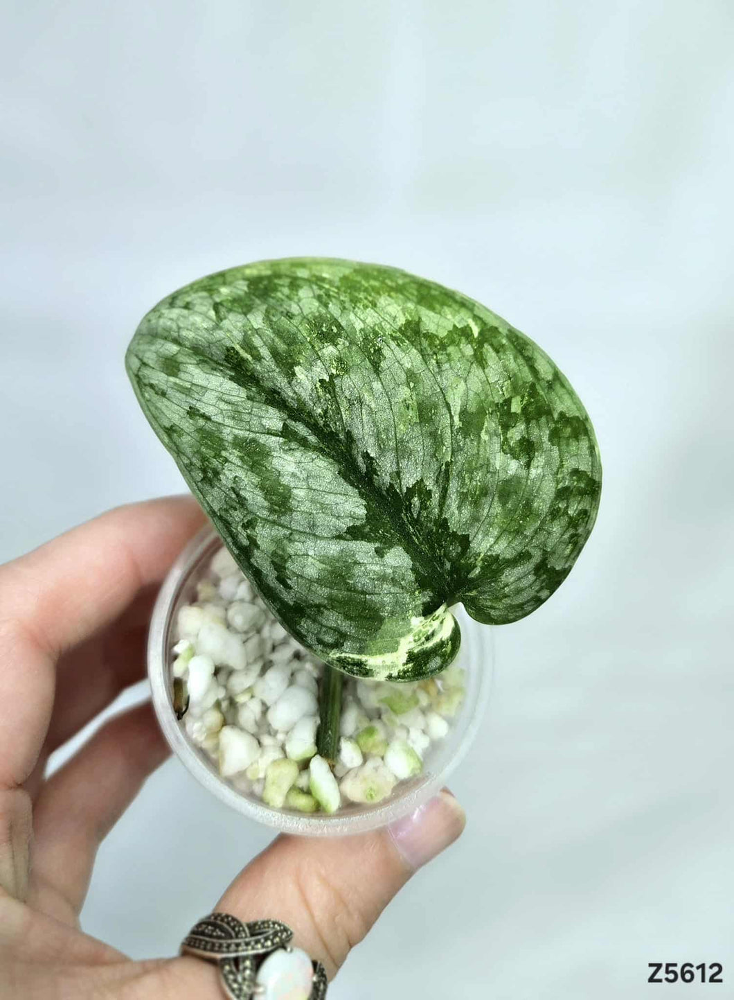 Scindapsus Silver Dark Cloud Variegata #Z5612