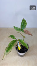 Charger l&#39;image dans la galerie, Syngonium tricolore
