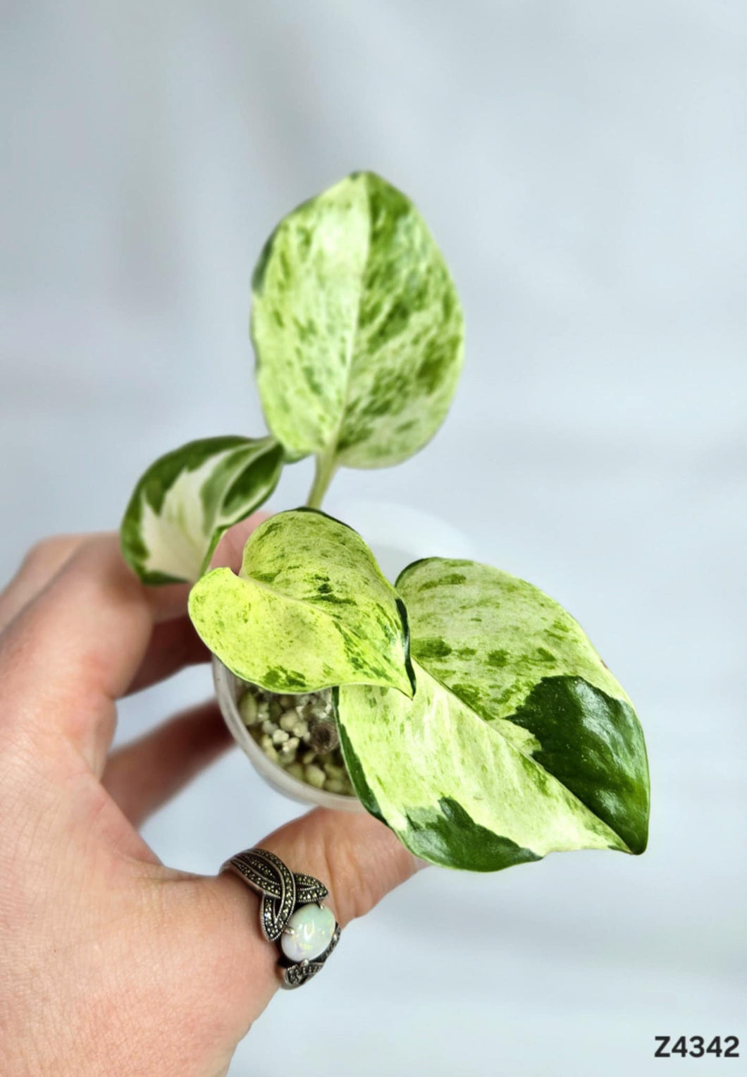 Pothos Manjula #Z4342
