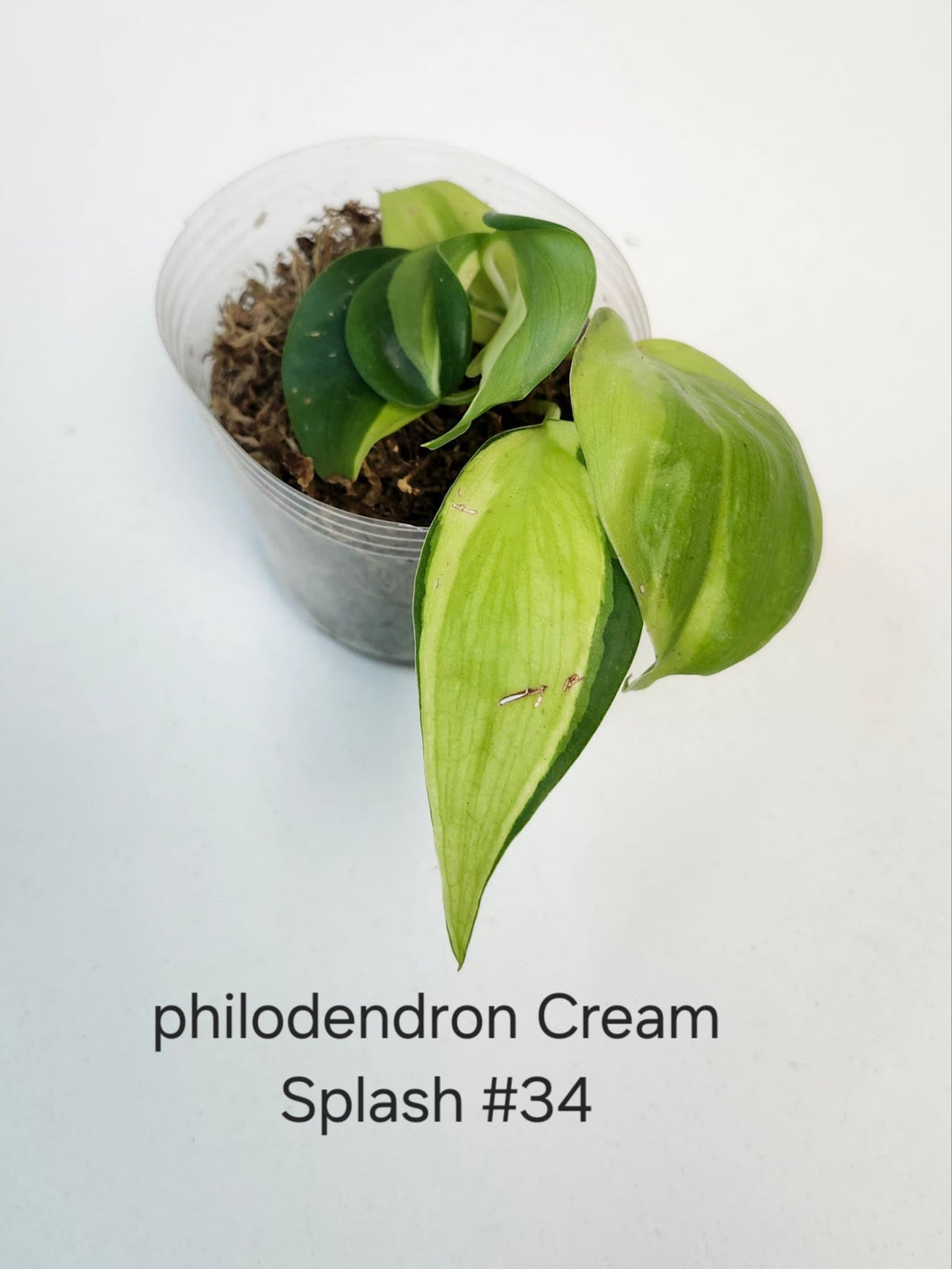 Philodendron cream splash #34