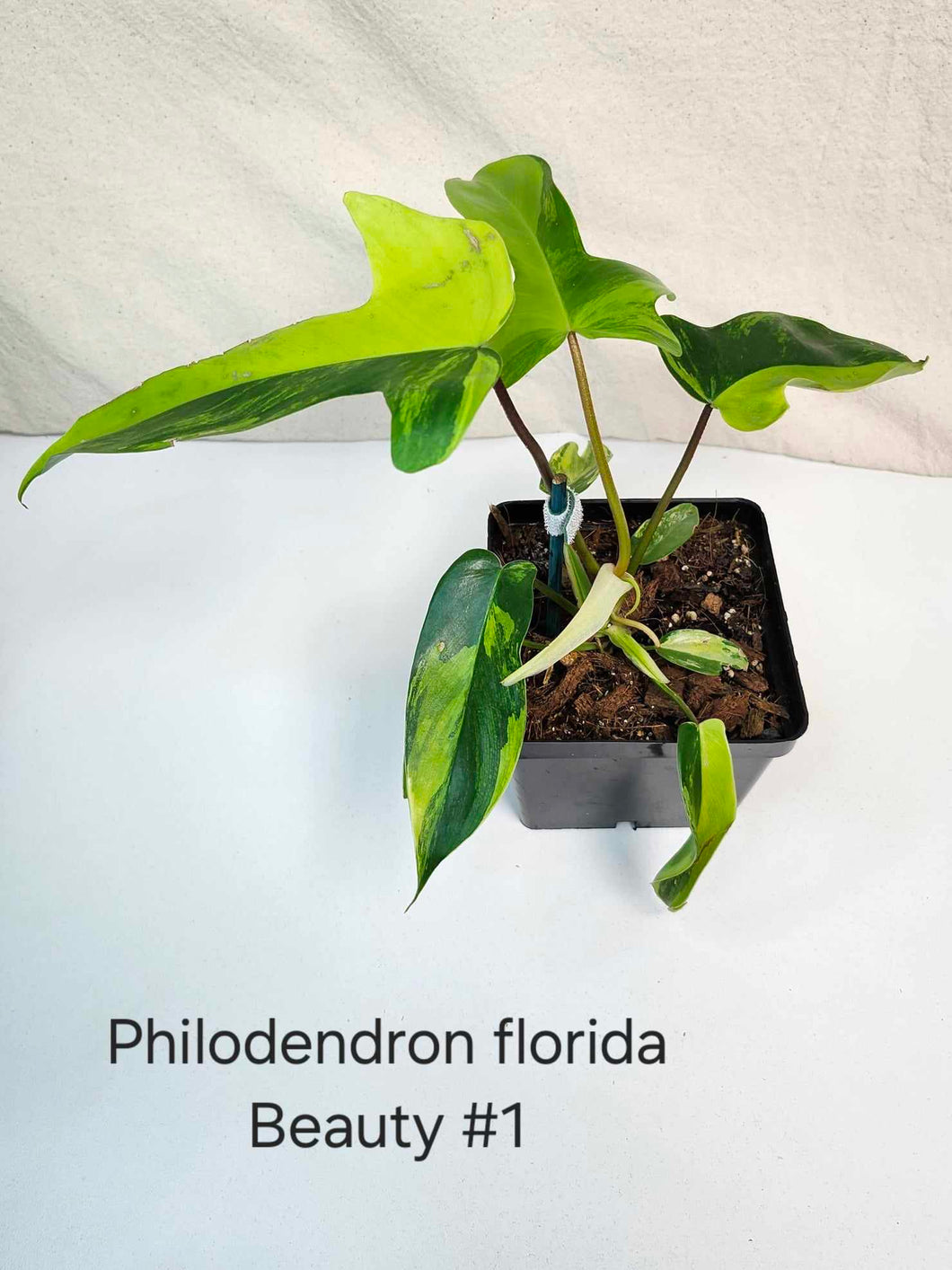Philodendron florida beauty #1