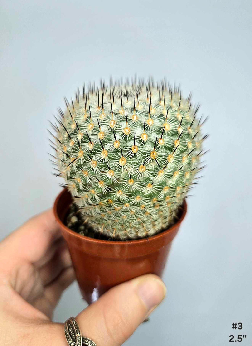 Cactus #3