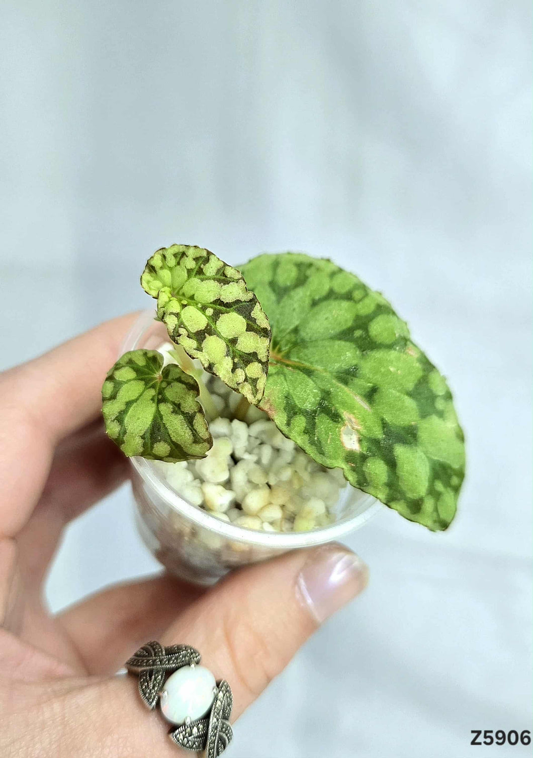 Bégonia Chloroneura Green U038 #Z5906