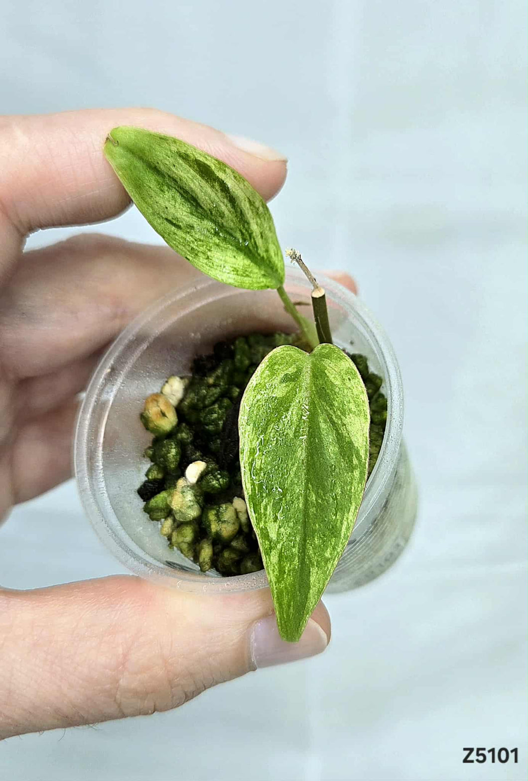Philodendron Micans Mint #Z5101