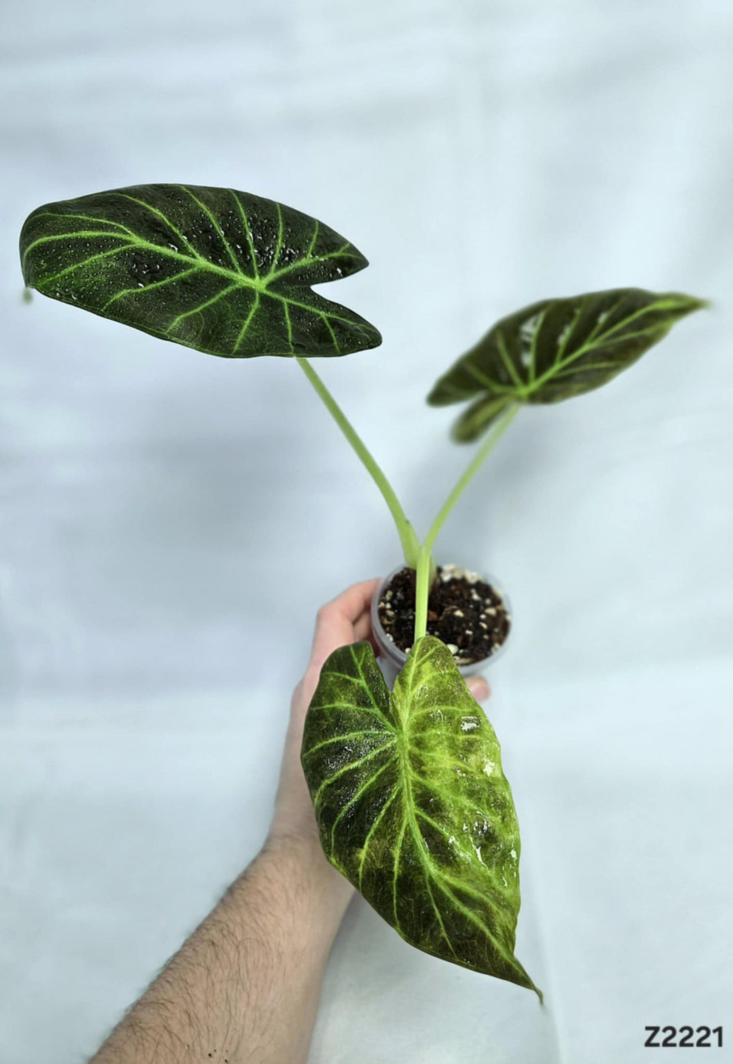 Alocasia Regal Shield variegata #Z2221