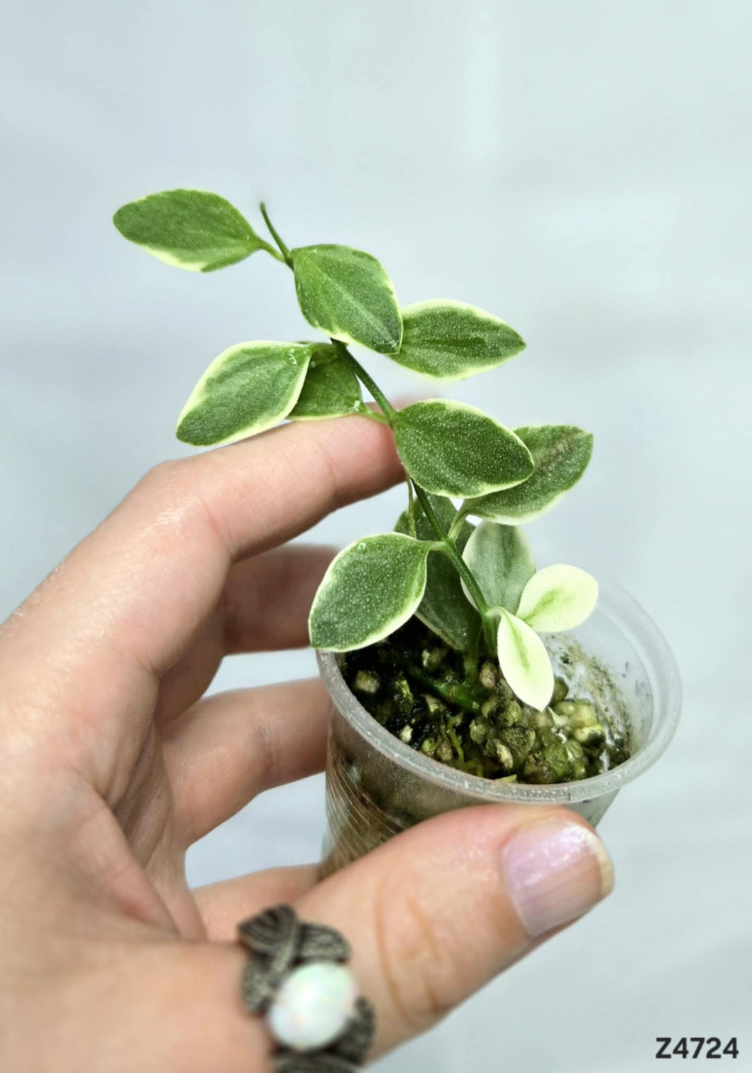 Dischidia Oiantha Variegata  #Z4724