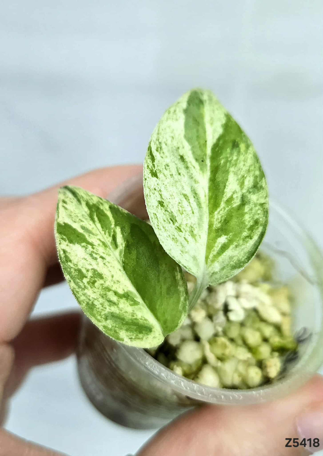 Epipremnum Pinnatum Marble #Z5418