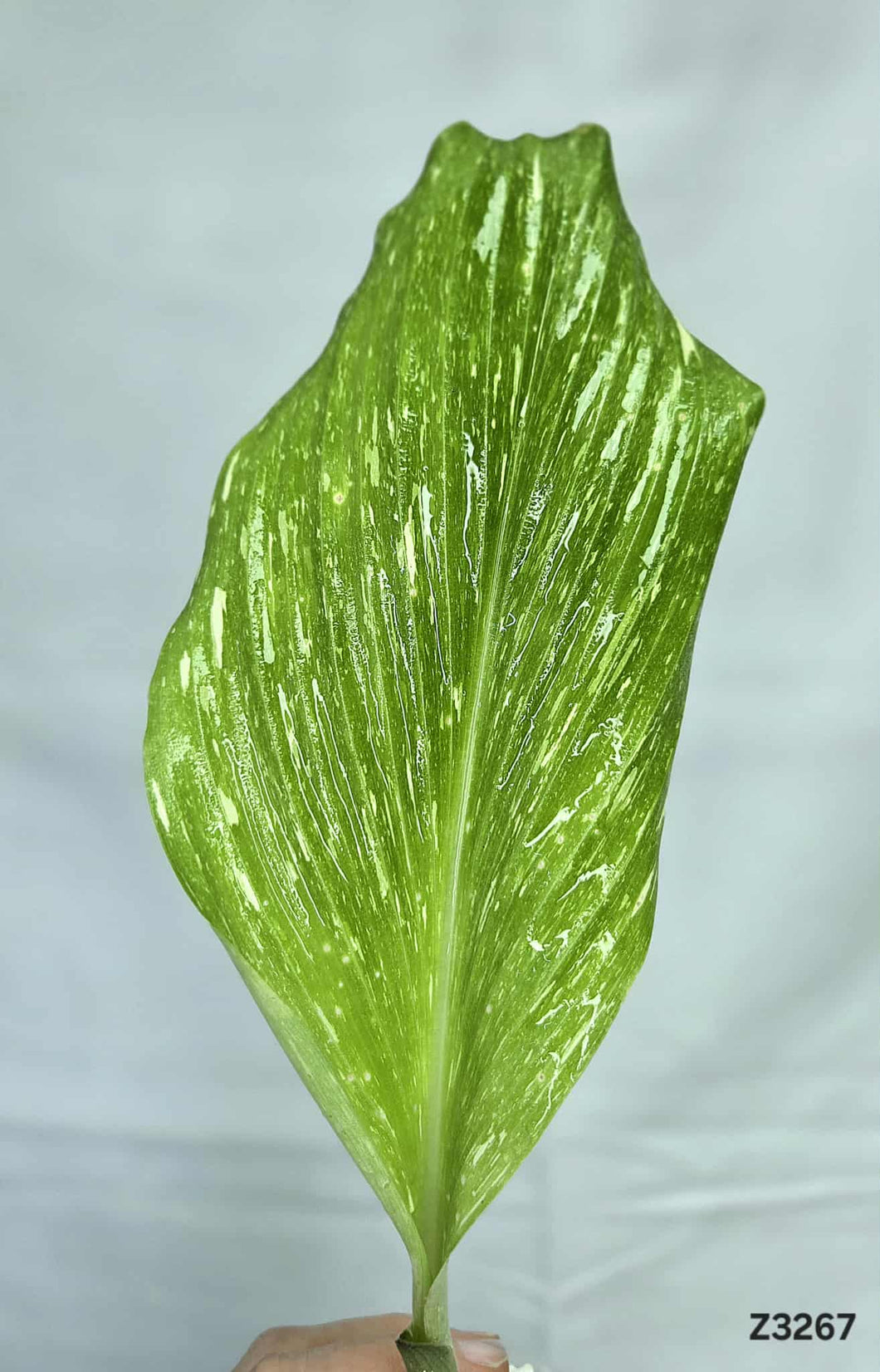 Kaempferia sp. White Wagyu Variegata #Z3267