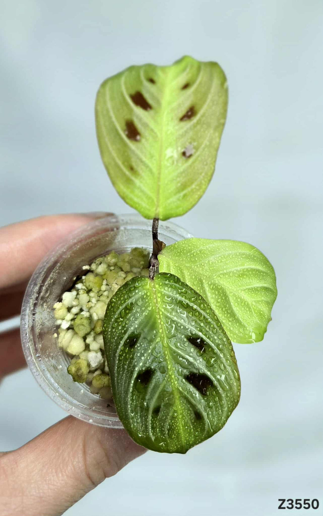 Maranta noire ⭐️ #Z3550