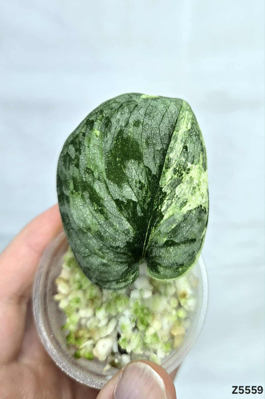Scindapsus Silver Dark Cloud Variegata #Z5559