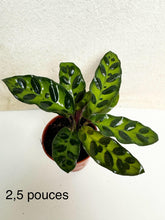 Charger l&#39;image dans la galerie, Calathea lancifolia ⭐️
